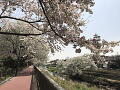 野川の桜