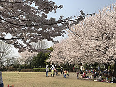 喜多見ふれあい広場の桜